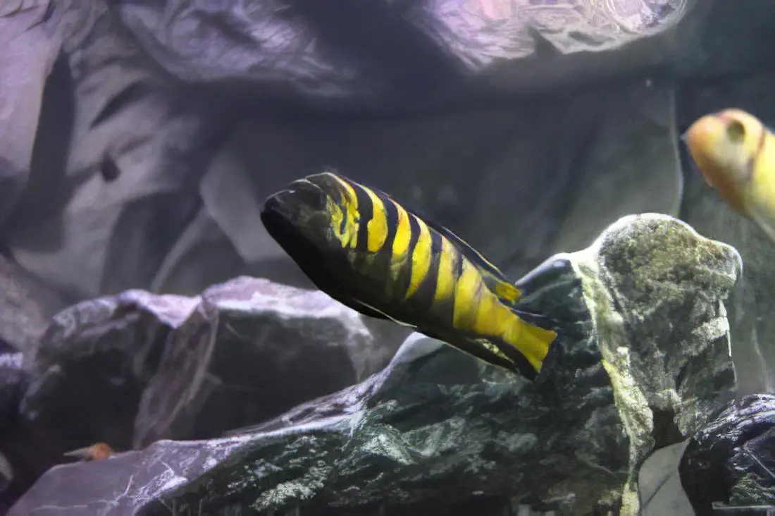 Pseudotropheus Elongatus Chailosi Malawi African Cichlid - Image 6