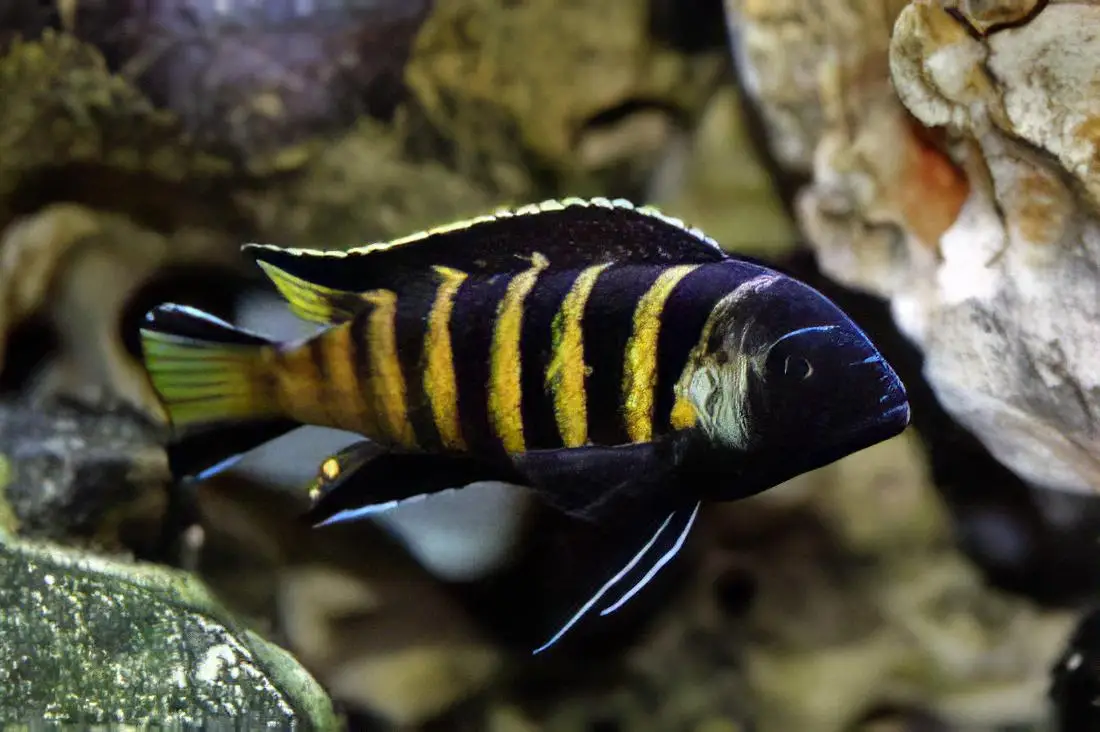 Pseudotropheus Elongatus Chailosi Malawi African Cichlid - Image 2