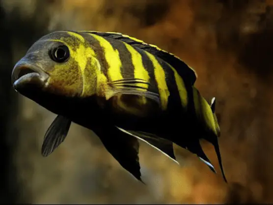 Pseudotropheus Elongatus Chailosi Malawi African Cichlid - Image 7