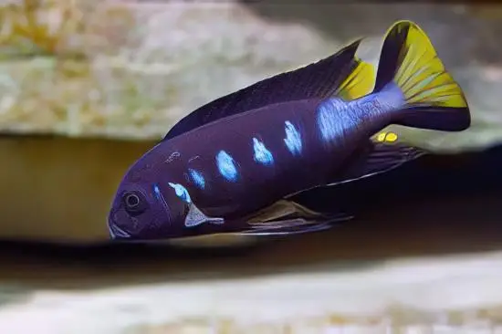 Pseudotropheus Elongatus Chewere Malawi African Cichlid - Image 3