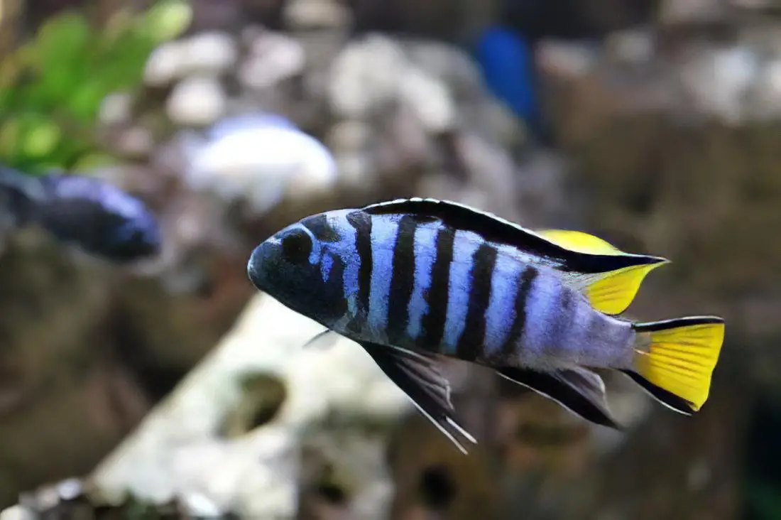 Pseudotropheus Elongatus Mpanga Malawi African Cichlid - Image 3