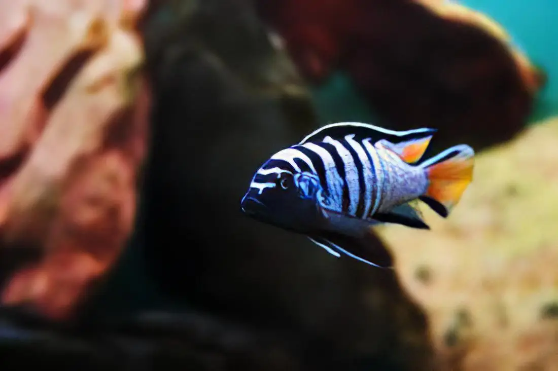 Pseudotropheus Elongatus Mpanga Malawi African Cichlid - Image 6