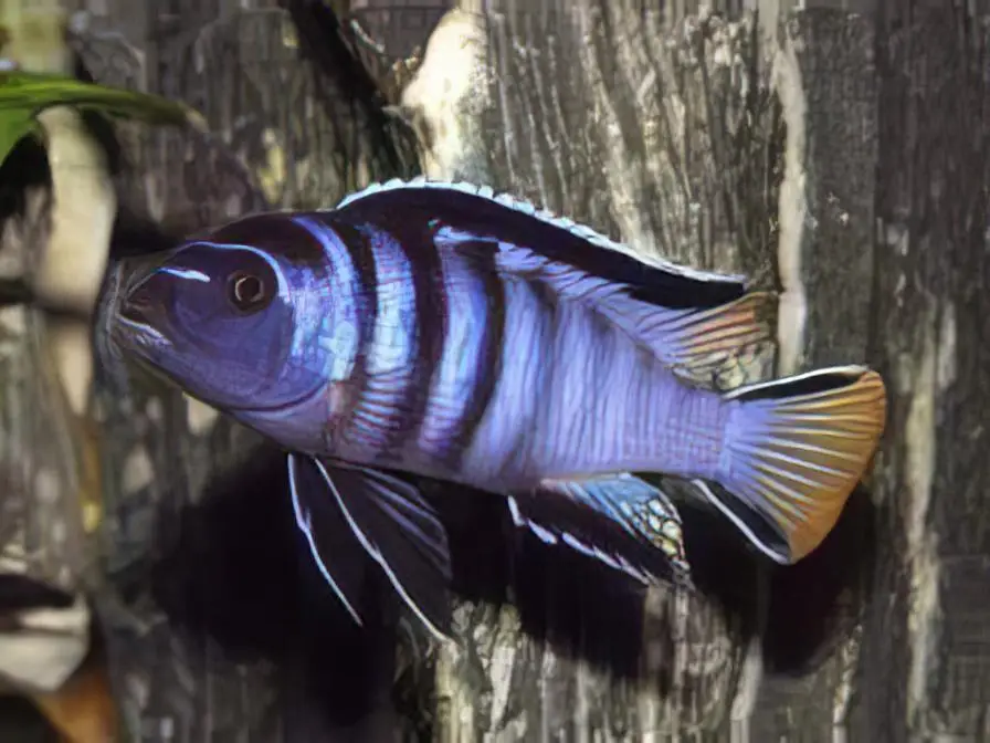 Pseudotropheus Elongatus Mpanga Malawi African Cichlid - Image 2