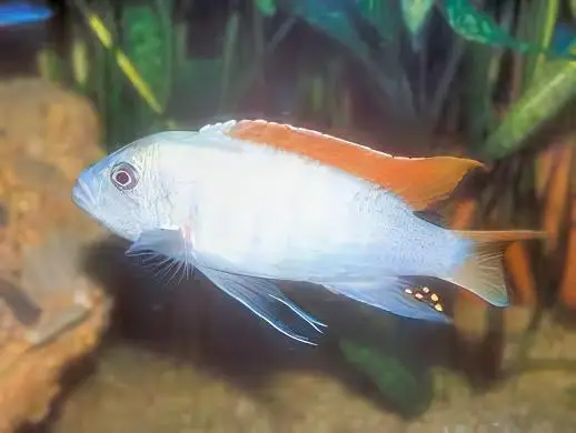 Pseudotropheus Greshakei Albino Malawi African Cichlid - Image 3
