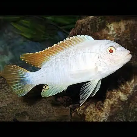 Pseudotropheus Greshakei Albino Malawi African Cichlid - Image 5