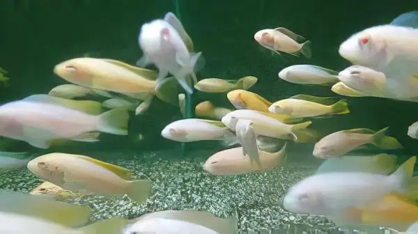 Pseudotropheus Greshakei Albino Malawi African Cichlid - Image 6