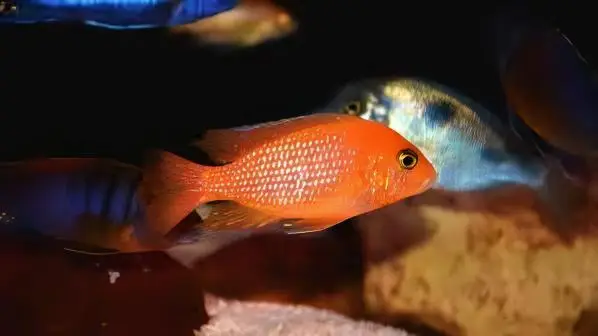 Pseudotropheus Maylandia Zebra Red Malawi African Cichlid - Image 3