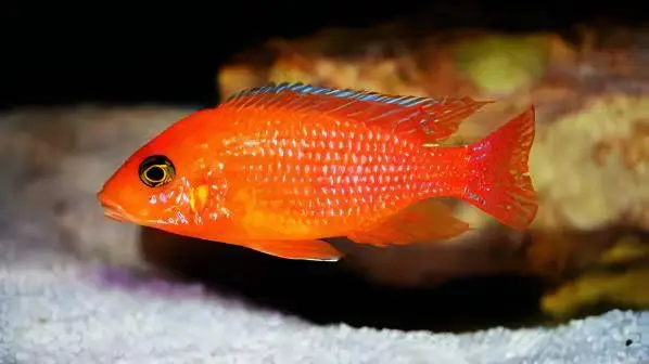 Pseudotropheus Maylandia Zebra Red Malawi African Cichlid - Image 4
