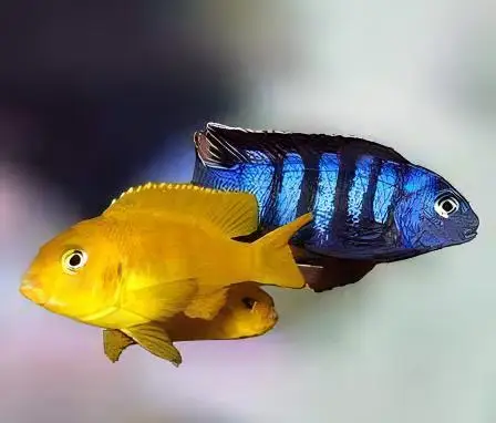 Pseudotropheus Saulosi Malawi African Cichlid - Image 5