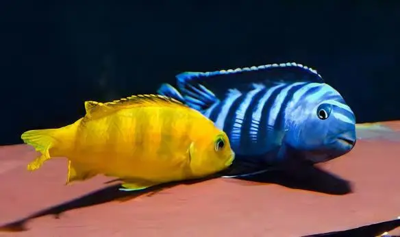 Pseudotropheus Saulosi Malawi African Cichlid - Image 6
