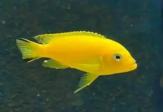 Pseudotropheus Saulosi Malawi African Cichlid - Image 3