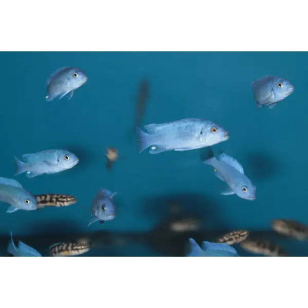 Pseudotropheus Maylandia Zebra Blue Malawi African Cichlid - Image 7