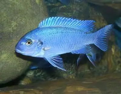 Pseudotropheus Maylandia Zebra Blue Malawi African Cichlid - Image 5