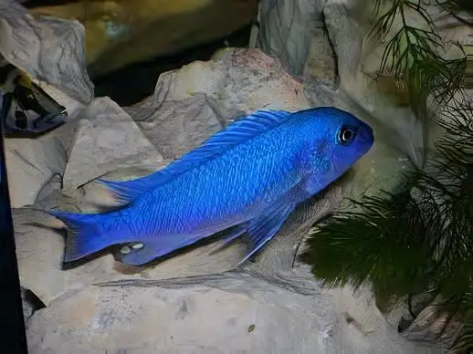 Pseudotropheus Maylandia Zebra Blue Malawi African Cichlid - Image 4