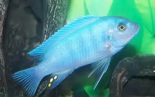 Pseudotropheus Maylandia Zebra Blue Malawi African Cichlid - Image 3
