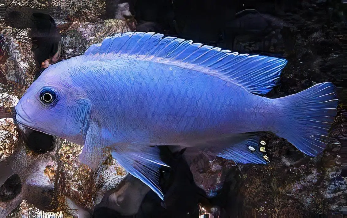 Pseudotropheus Maylandia Zebra Blue Malawi African Cichlid - Image 2