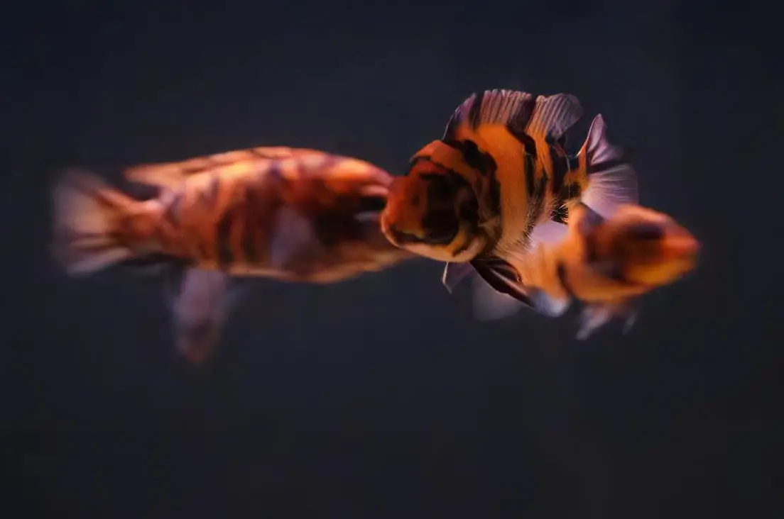 Pseudotropheus Zebra Orange Blotch Malawi African Cichlid - Image 5