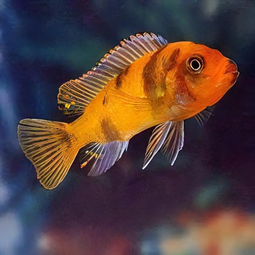 Pseudotropheus Zebra Orange Blotch Malawi African Cichlid - Image 4