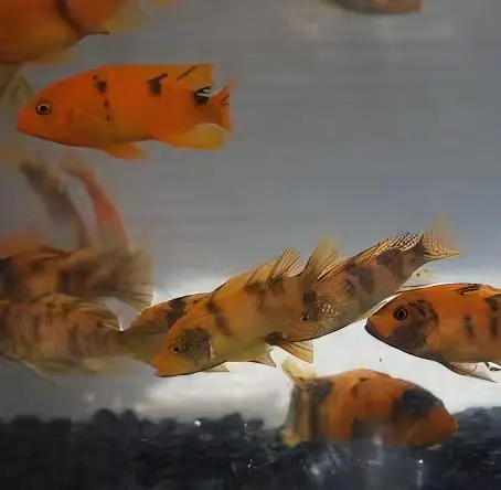 Pseudotropheus Zebra Orange Blotch Malawi African Cichlid - Image 7