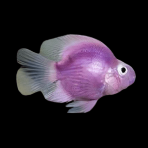 Purple Parrot Fish Hybrid Amphilophus citrinellus × Vieja melanurus 5cm