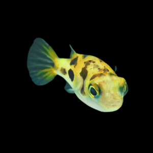 Pygmy Dwarf Freshwater Puffer Fish Carinotetraodon Travancoricus 1cm