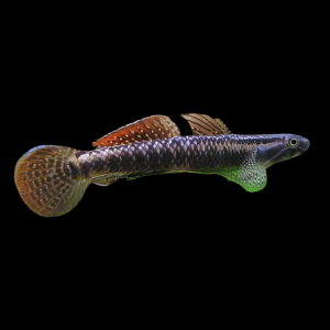 Rainbow Goby Stiphodon Ornatus 3cm