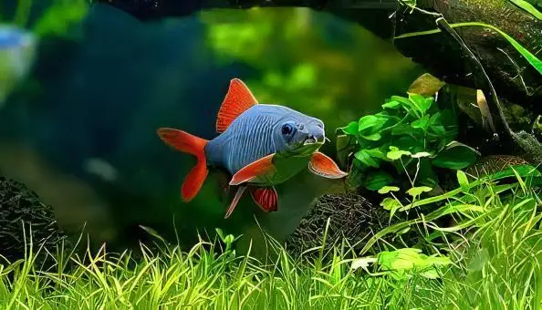 Rainbow Shark Epalzeorhynchos Frenatum 8cm - Image 5