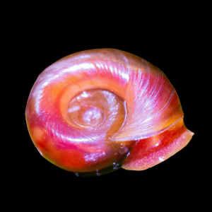 Ramshorn Snail Planorbidae 2cm