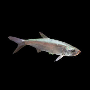 Real Atlantic Tarpon Megalops Atlanticus 10cm