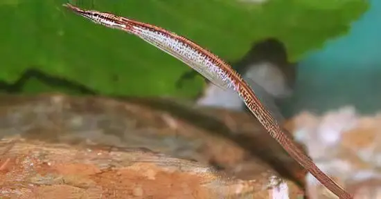 Red Belly Pipefish Doryichthys Martensii 8cm - Image 3