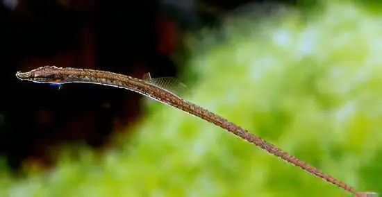Red Belly Pipefish Doryichthys Martensii 8cm - Image 4