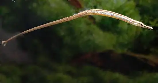 Red Belly Pipefish Doryichthys Martensii 8cm - Image 5