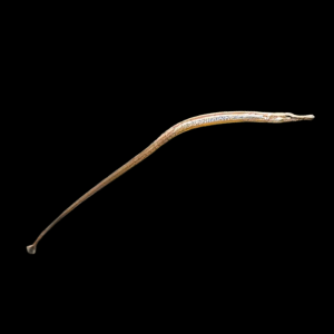 Red Belly Pipefish Doryichthys Martensii 8cm