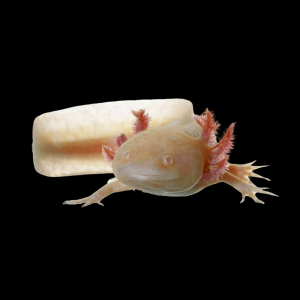 Red Eye Albino Axolotl Ambystoma Mexicanum 5cm