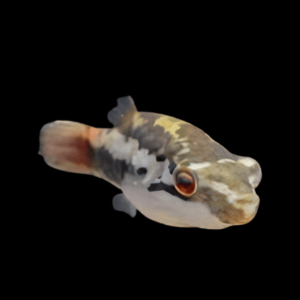 Red Eye Puffer Fish Carinotetraodon Irrubesco 3cm