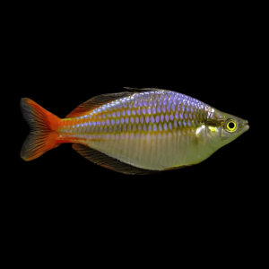 Red Lazer Rainbow Fish Melanotaenia Rubrovittata 5cm