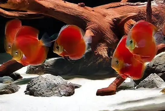 Red Melon Discus - Image 5