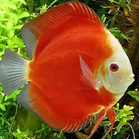 Red Melon Discus - Image 3