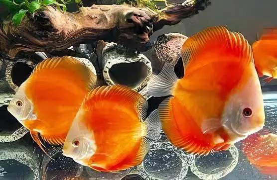 Red Melon Discus - Image 6