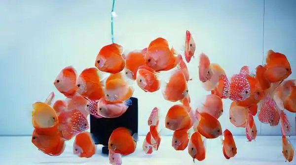 Red Melon Discus - Image 7
