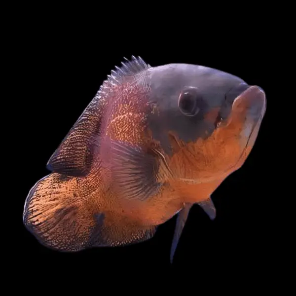 Red Oscar Astronotus Ocellatus