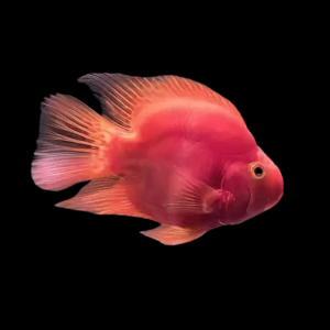 Red Parrot Fish Hybrid Amphilophus citrinellus × Vieja melanurus 5cm