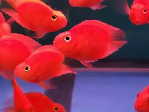 Red Parrot Fish Hybrid Amphilophus citrinellus × Vieja melanurus 5cm - Image 5