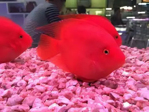 Red Parrot Fish Hybrid Amphilophus citrinellus × Vieja melanurus 5cm - Image 3