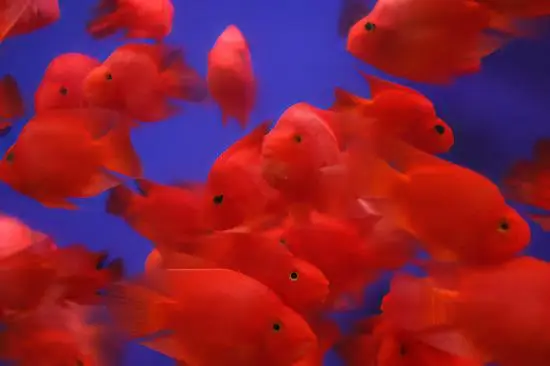 Red Parrot Fish Hybrid Amphilophus citrinellus × Vieja melanurus 5cm - Image 6