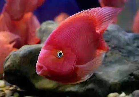 Red Parrot Fish Hybrid Amphilophus citrinellus × Vieja melanurus 5cm - Image 4