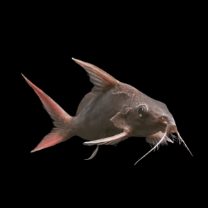 Red Tailed Mandi Catfish Synodontis Clarias 5cm