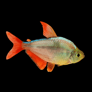 Colombian/Red Fin Jewel Tetra