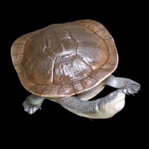 Roti Island Snake Neck Juvenile Turtle Chelodina Mccordi 15cm