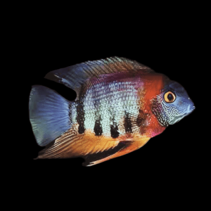 Red Neck Rotkeil Severum Heros Rotkeil 5cm.